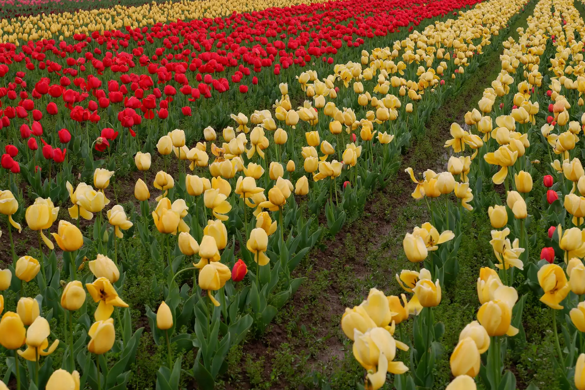 Kashmir in Tulip Season — 4 Nights 5 Days Kashmir Tour Package by Falcon Trails